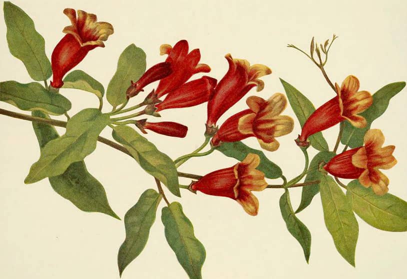 Crossvine, Bignonia capreolata